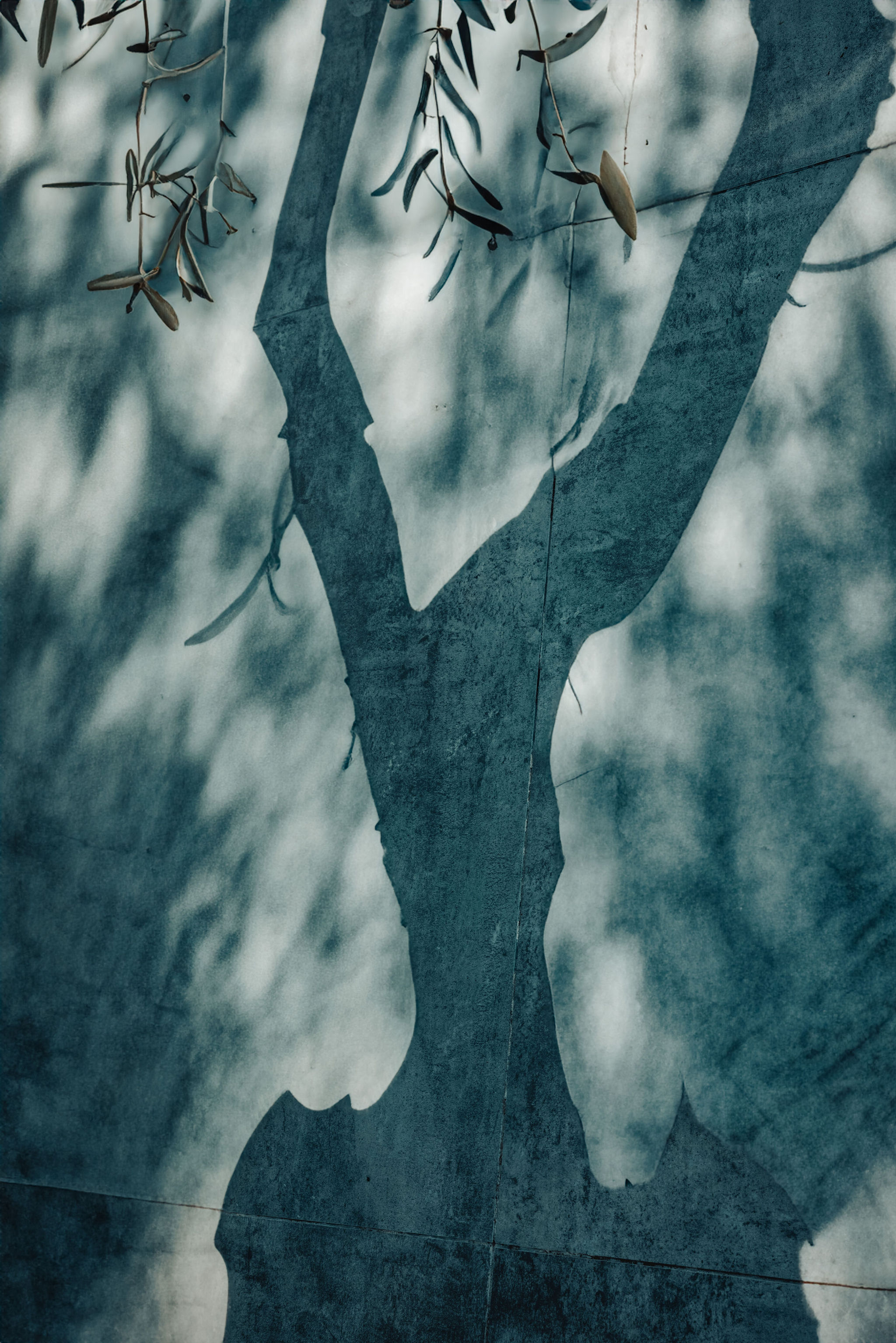Shadows
